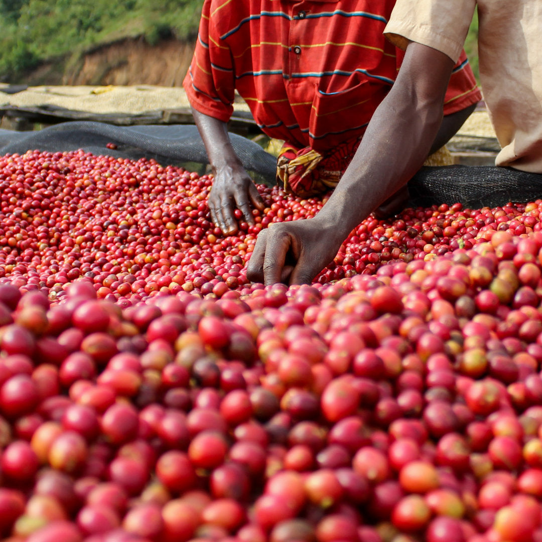 BURUNDI Kibingo Filter Coffee