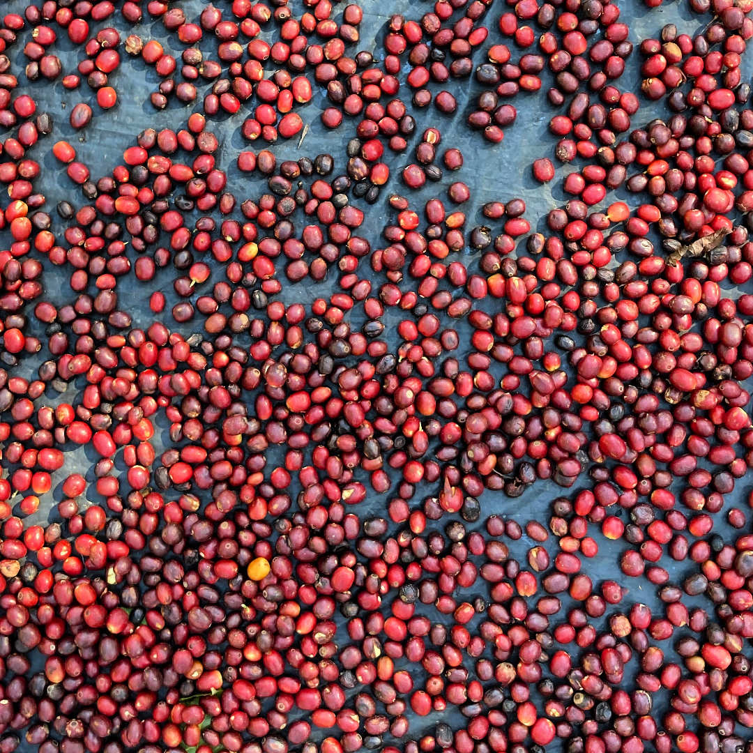 Reife, rote Kaffeekirschen auf einer Plane.