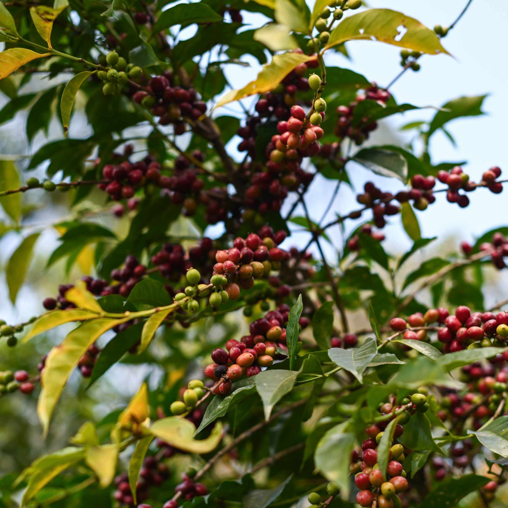 Arabica-Kaffeepflanze in Äthiopien