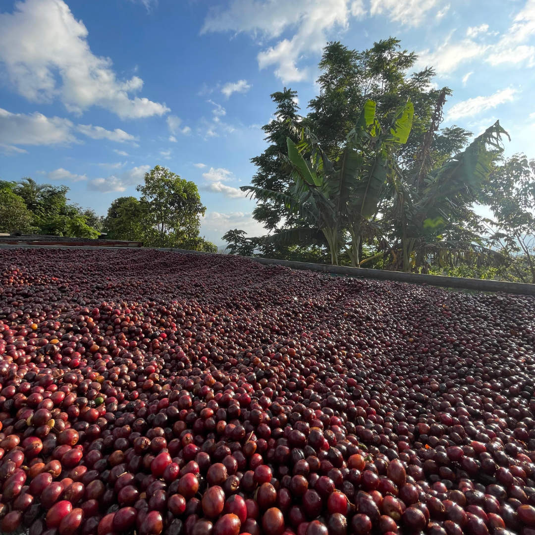 COSTA RICA Naranjo »Curated by Champions«