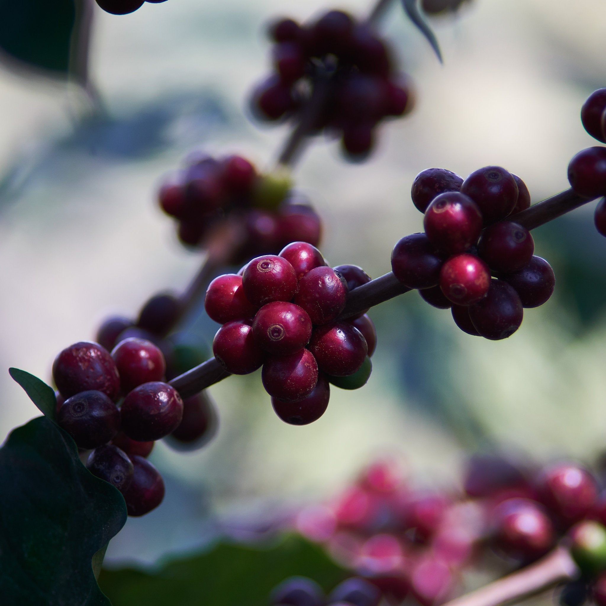 HONDURAS El Jardin Espresso