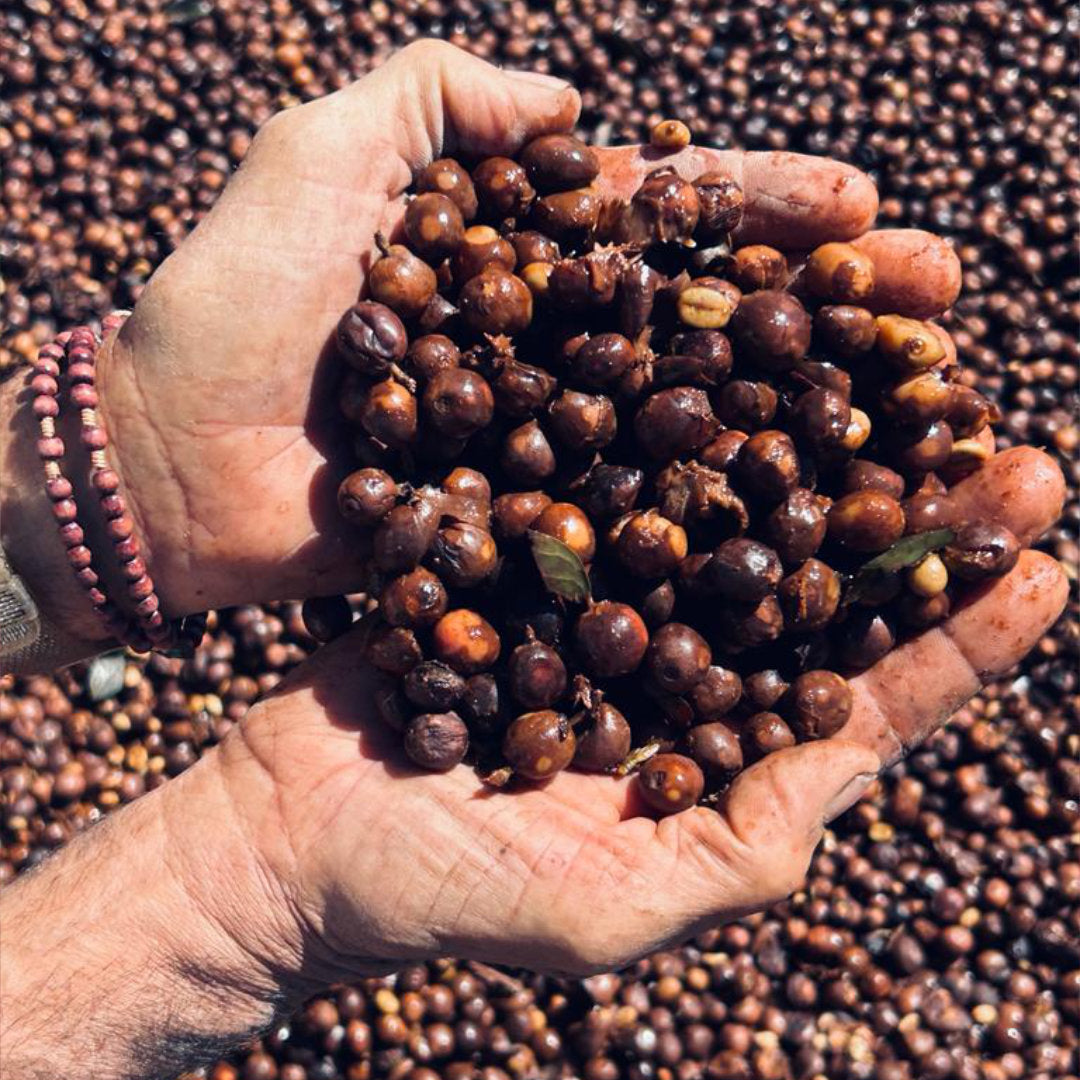 BRAZIL Fazenda Guariroba "Curated by Champions"