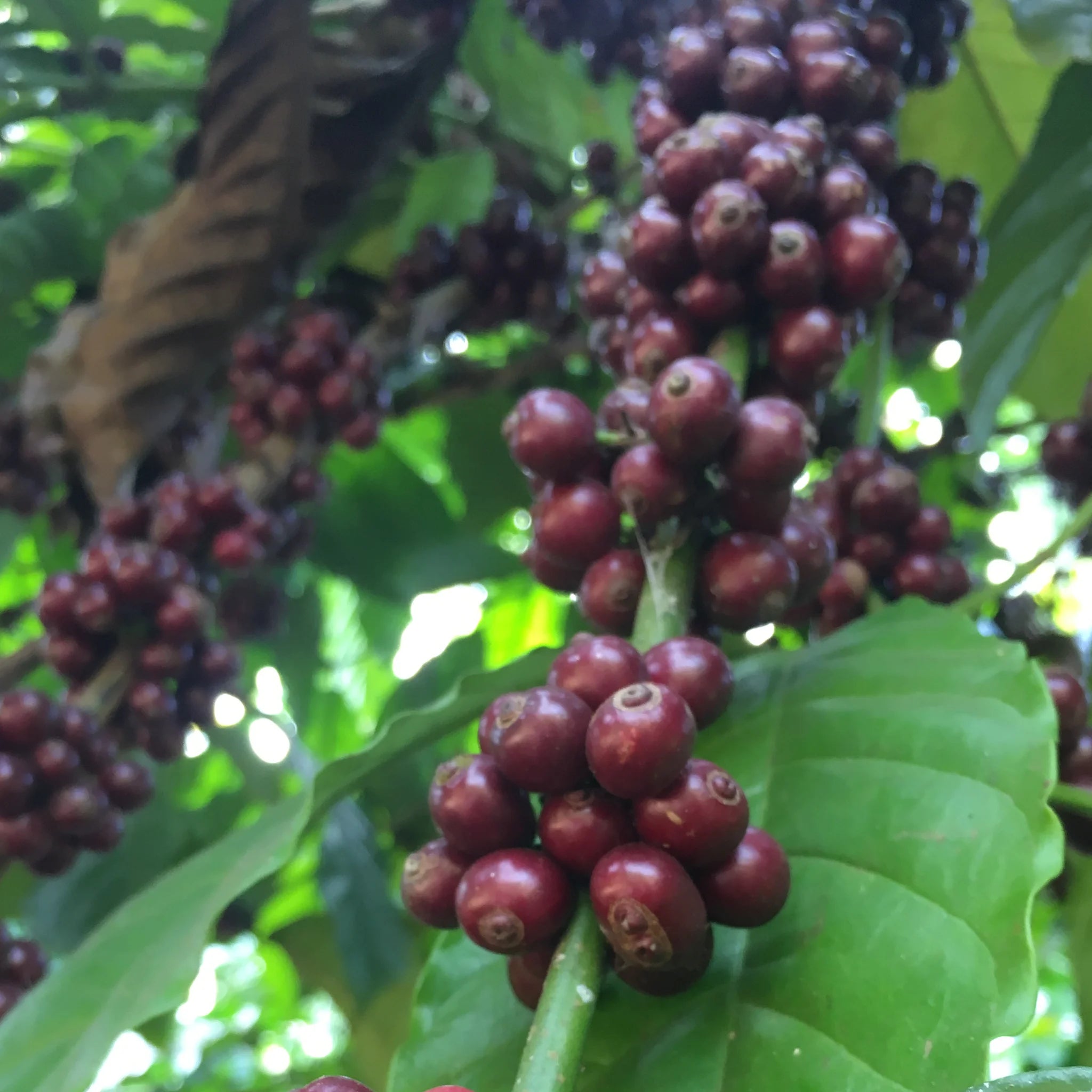 Erntereife Robusta-Kaffeekirschen an einem Kaffeestrauch in Vasundra, Indien.