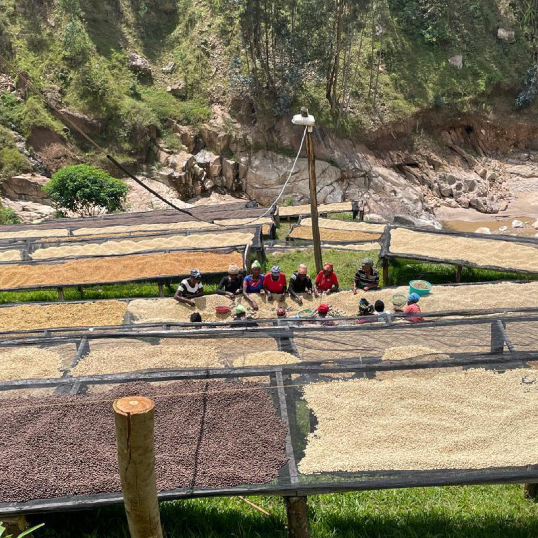 Arbeiter und Kaffeebetten auf der Shyira Washing Station in Ruanda.