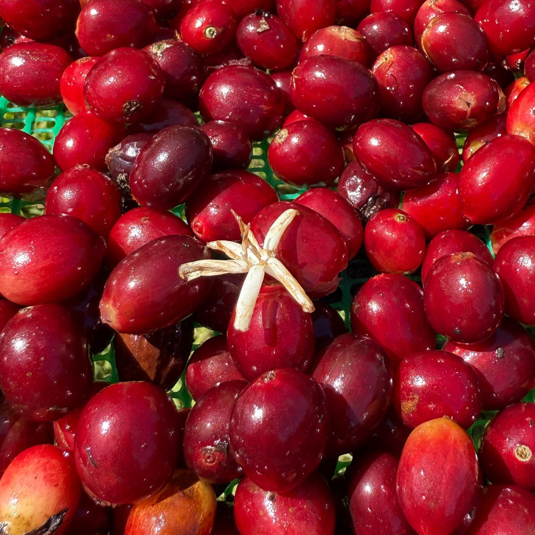 ECUADOR Finca Soledad "Curated by Champions"