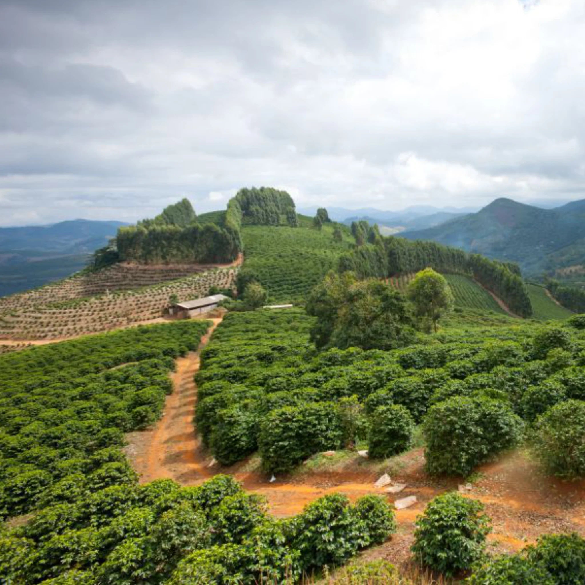 Foto eines Hügels mit jungen Kaffeepflanzen in Brasilien auf einer der Farmen der Familie Dutra.
