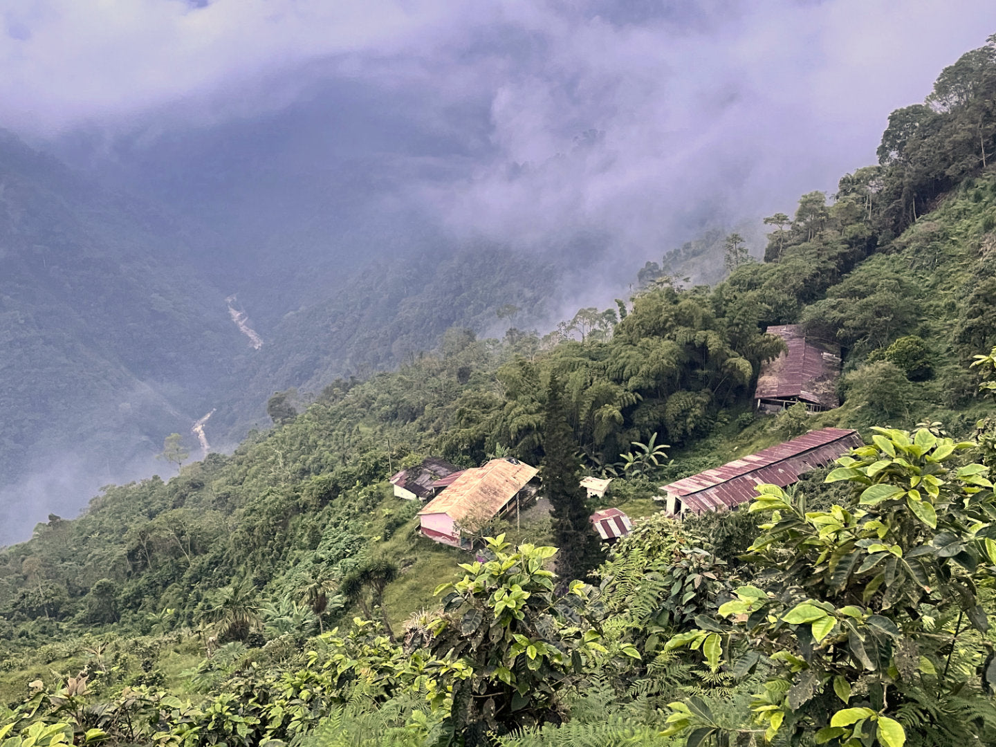 Bild der Finca San Luis in den tropischen Wäldern Kolumbiens. Blog-Header.