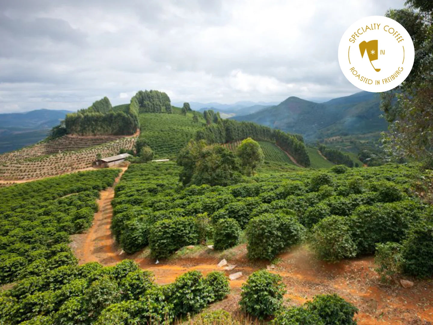 Titelbild zum Artikel über Kaffeeanbau. Zu sehen ist ein Teil der Anbaufläche der brasilianischen Familie Dutra mit kleinen Kaffeepflanzen. 