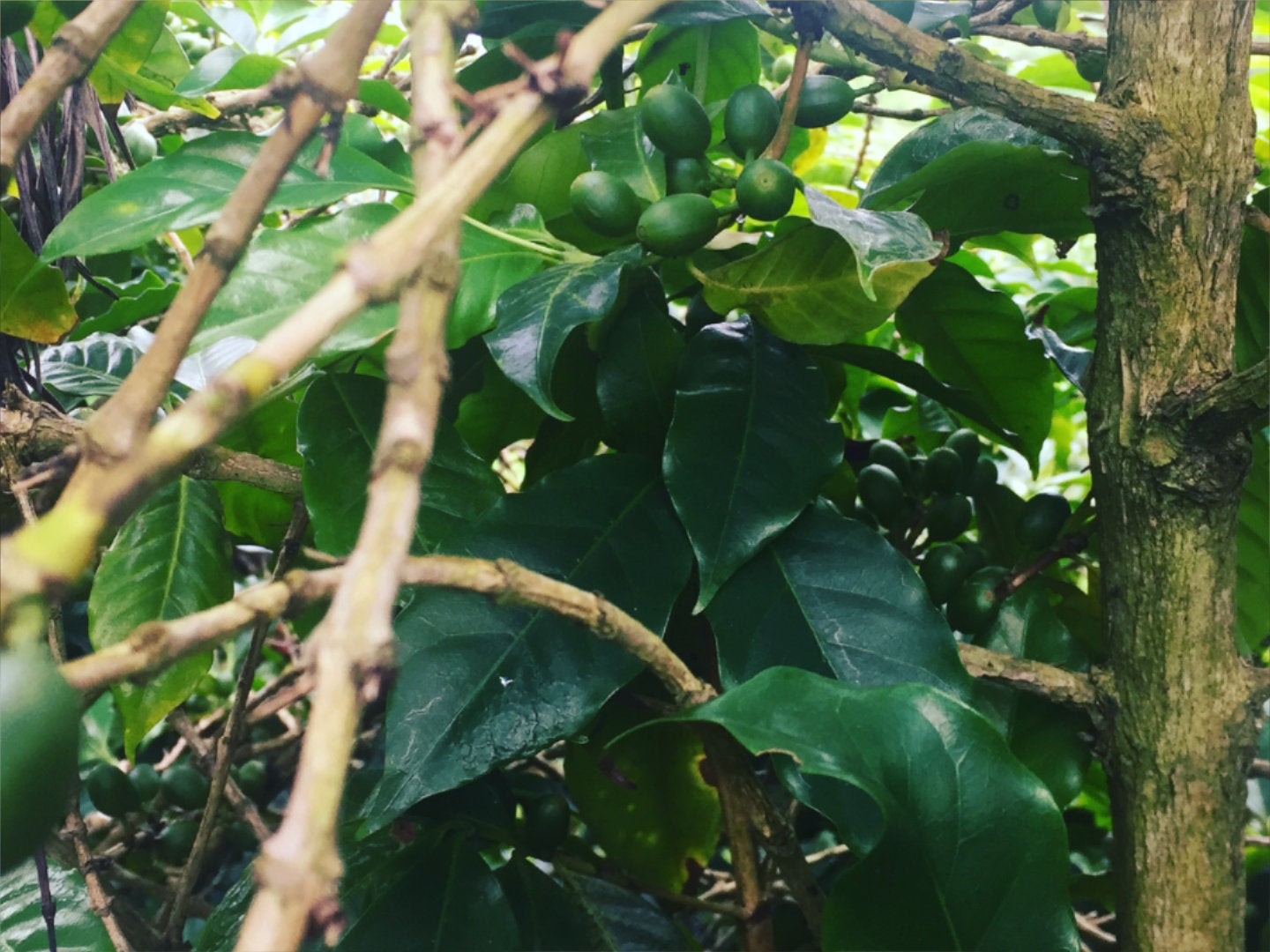 Titelbild zum Artikel über Lowcaf. Zu sehen ist Coffea arabica cv. laurina auf der Insel La Réunion, fotografiert von Adrien Chatenay CC-BY-SA 4.0.