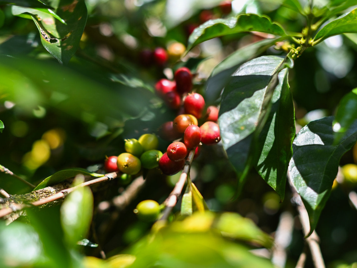 Titelbild zum Blogbeitrag "Was ist Specialty Coffee?". Zu sehen sind rote, reife Kaffeekirschen an einem Ast.