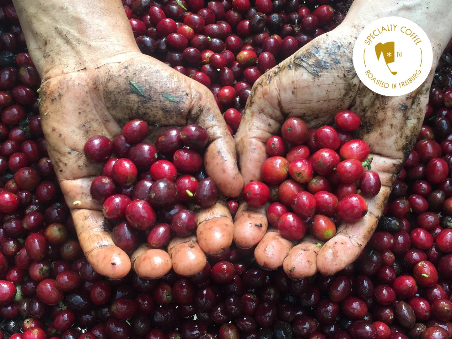 Titelbild zum Blogbeitrag über Third Wave Coffee. Zu sehen sind reife, rote Kaffeekirschen in zwei Händen über weiteren reifen Kaffeekirschen gehalten.