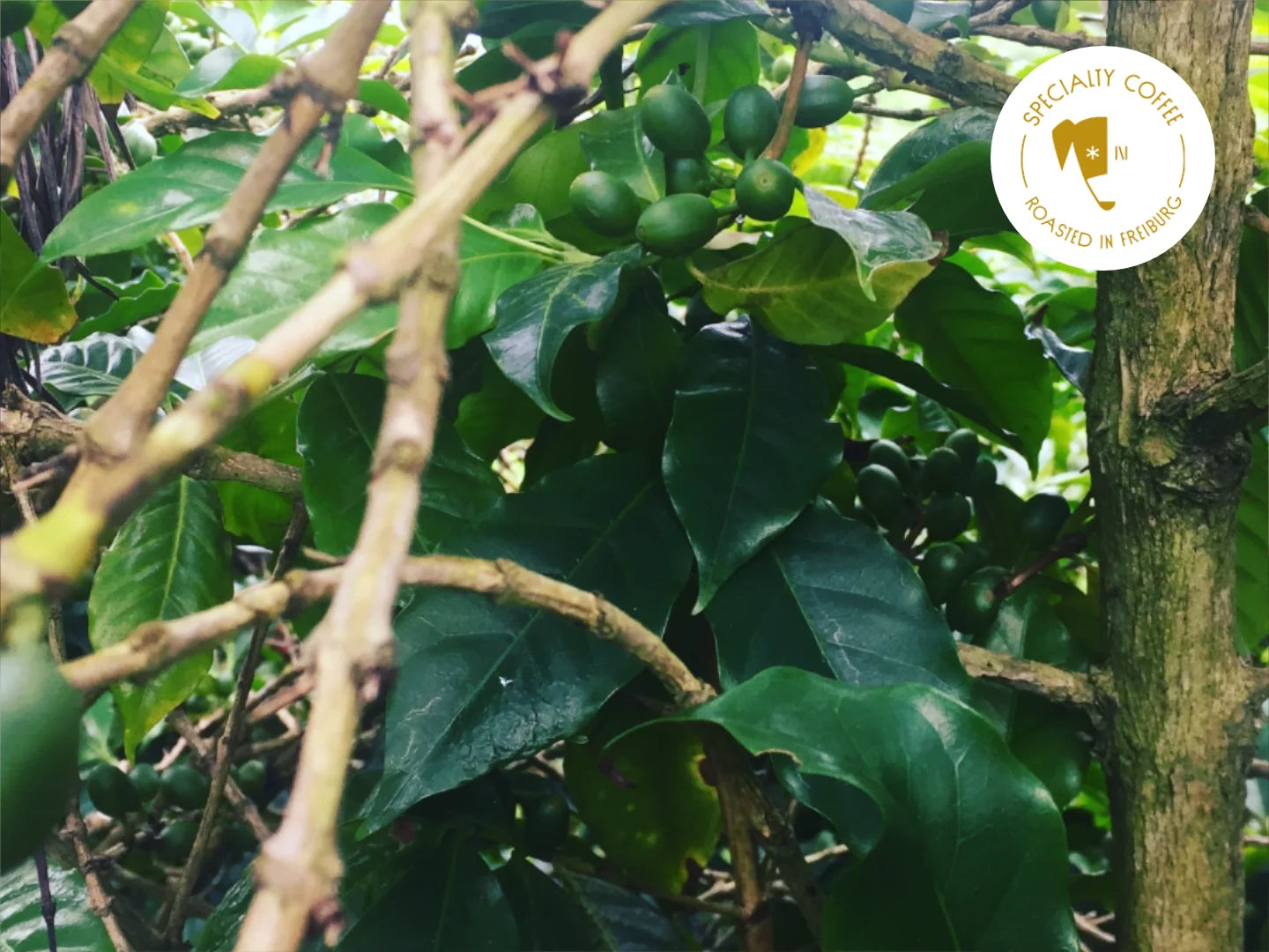 Titelbild zum Artikel über Lowcaf. Zu sehen ist Coffea arabica cv. laurina auf der Insel La Réunion, fotografiert von Adrien Chatenay CC-BY-SA 4.0.
