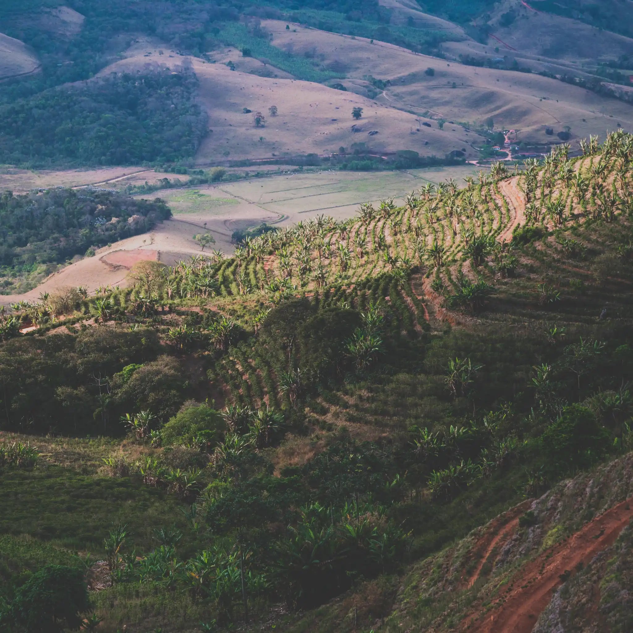 Bild eines Hügels mit Kaffeepflanzen bei Sao Paulo, Brasilien.