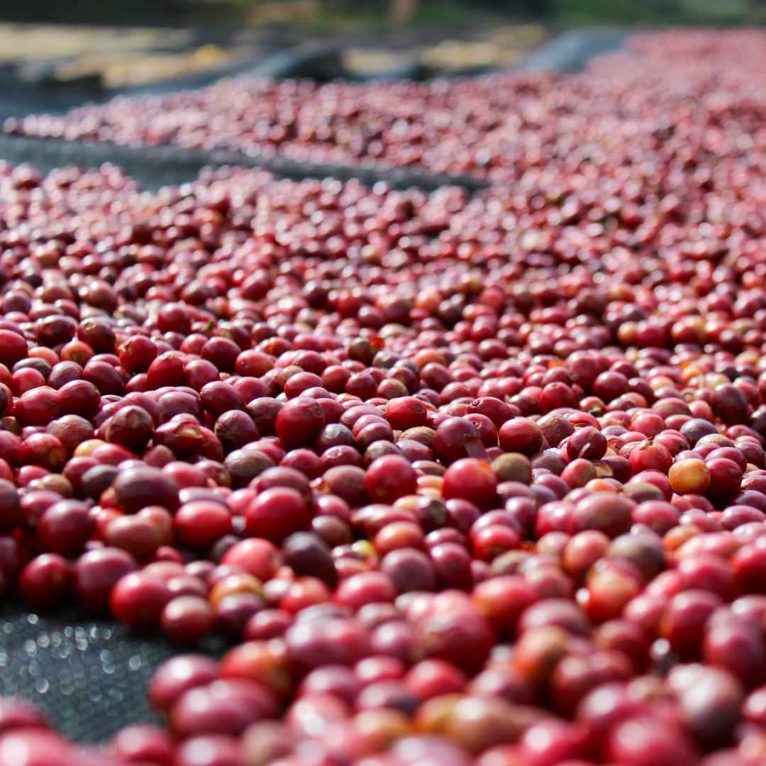 BURUNDI Kibingo Filterkaffee