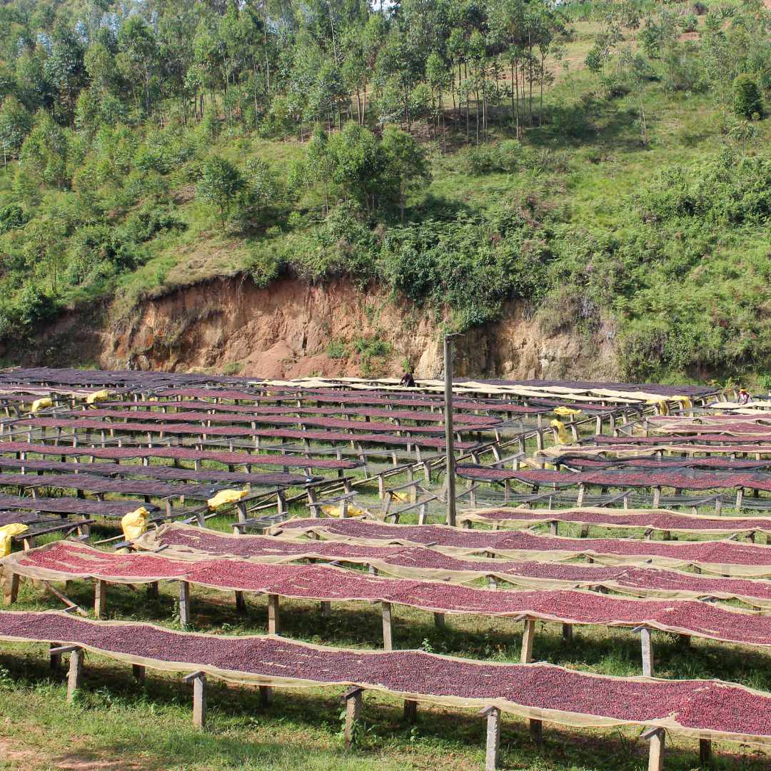 BURUNDI Kibingo Filterkaffee