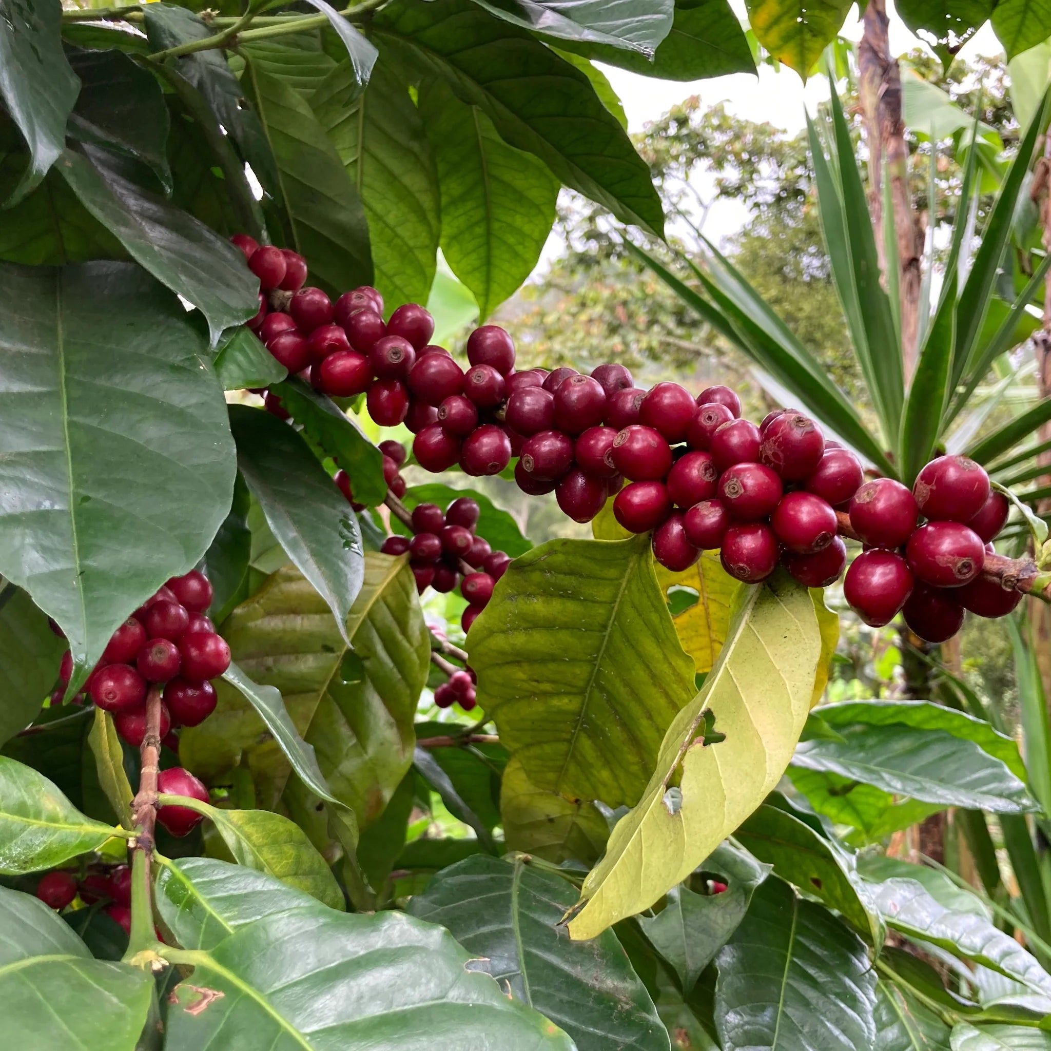 Erntereife Kaffeekirschen an einem Kaffeestrauch in Mexiko.