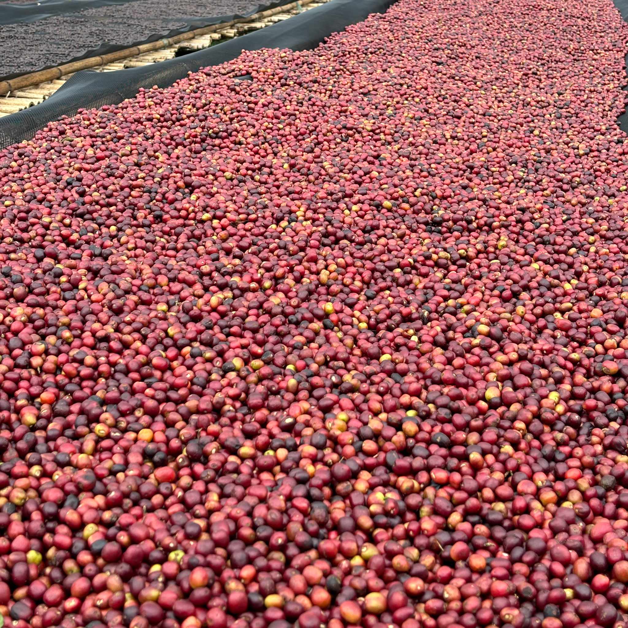 ETHIOPIA Gara Sole Filterkaffee