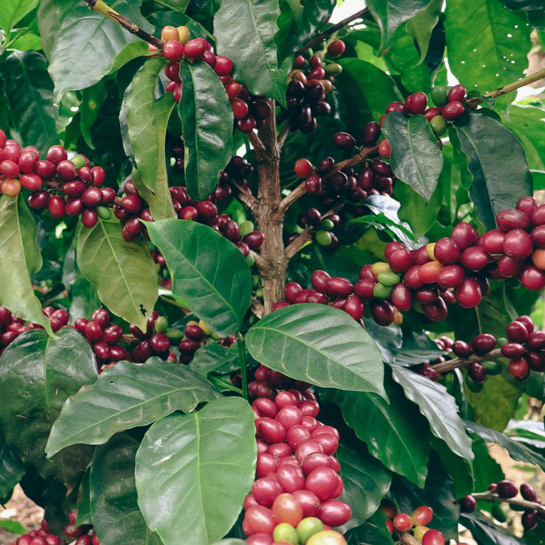 COSTA RICA Naranjo »Curated by Champions«