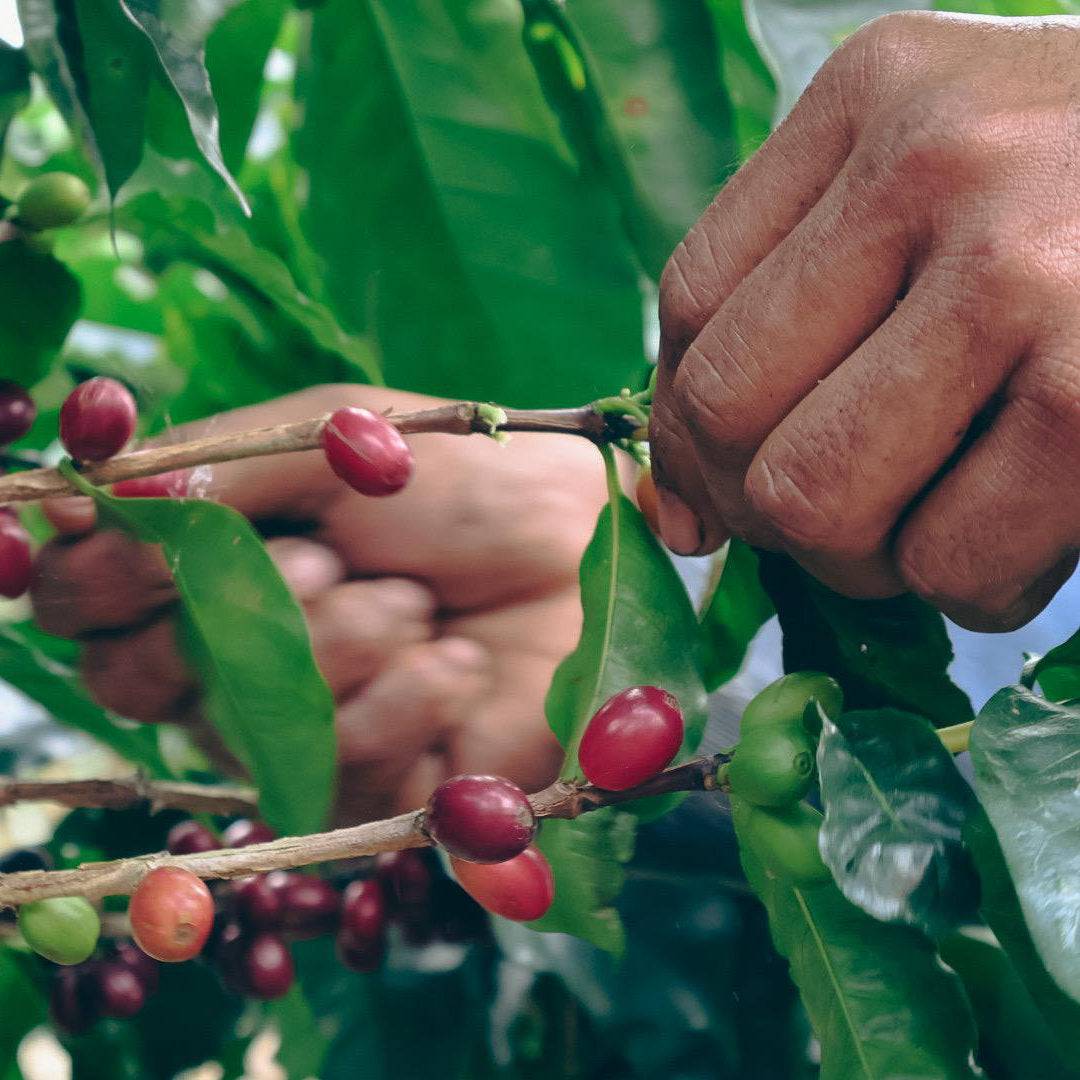 COSTA RICA Naranjo »Curated by Champions«