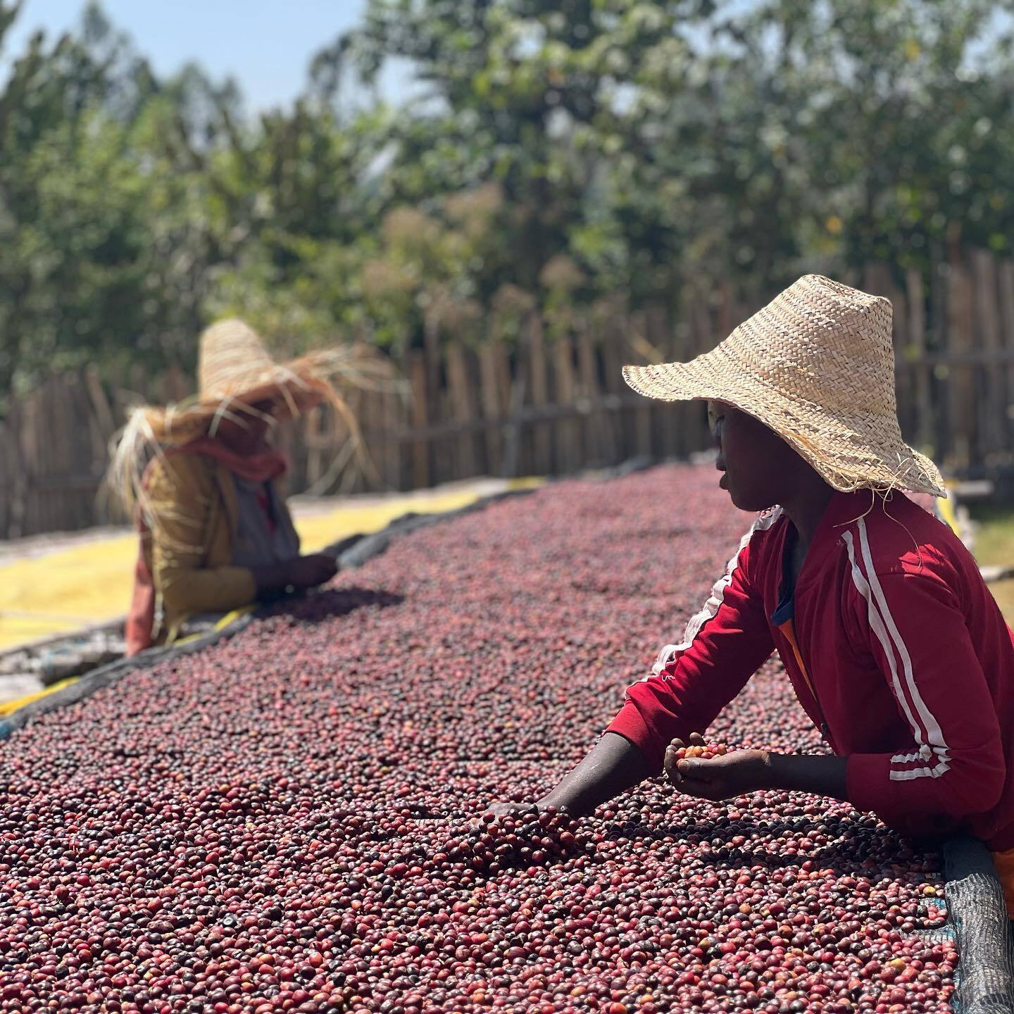 ETHIOPIA Gara Agena Filterkaffee