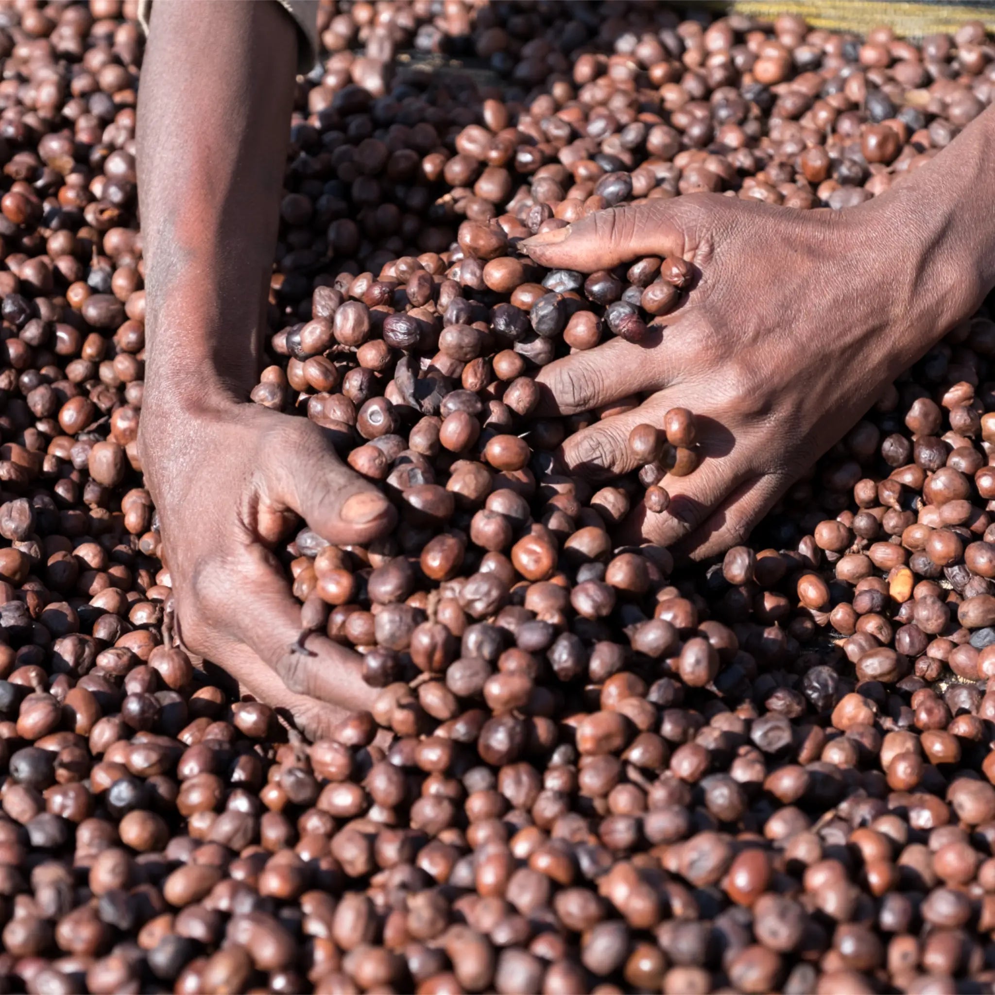Hände in Kaffeekirschen.