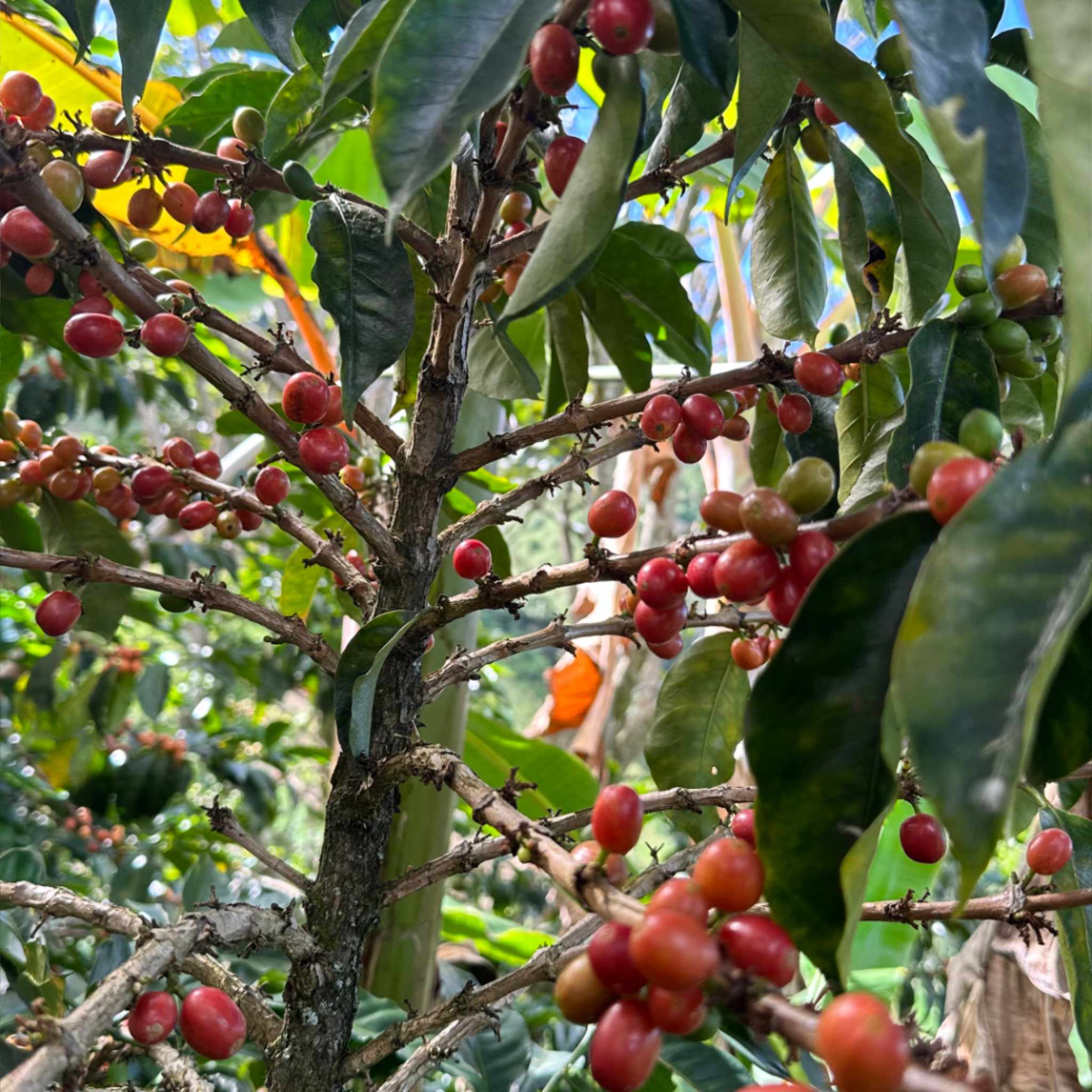 Kaffeekirschen der Varietät Pink Bourbon in Kolumbien.