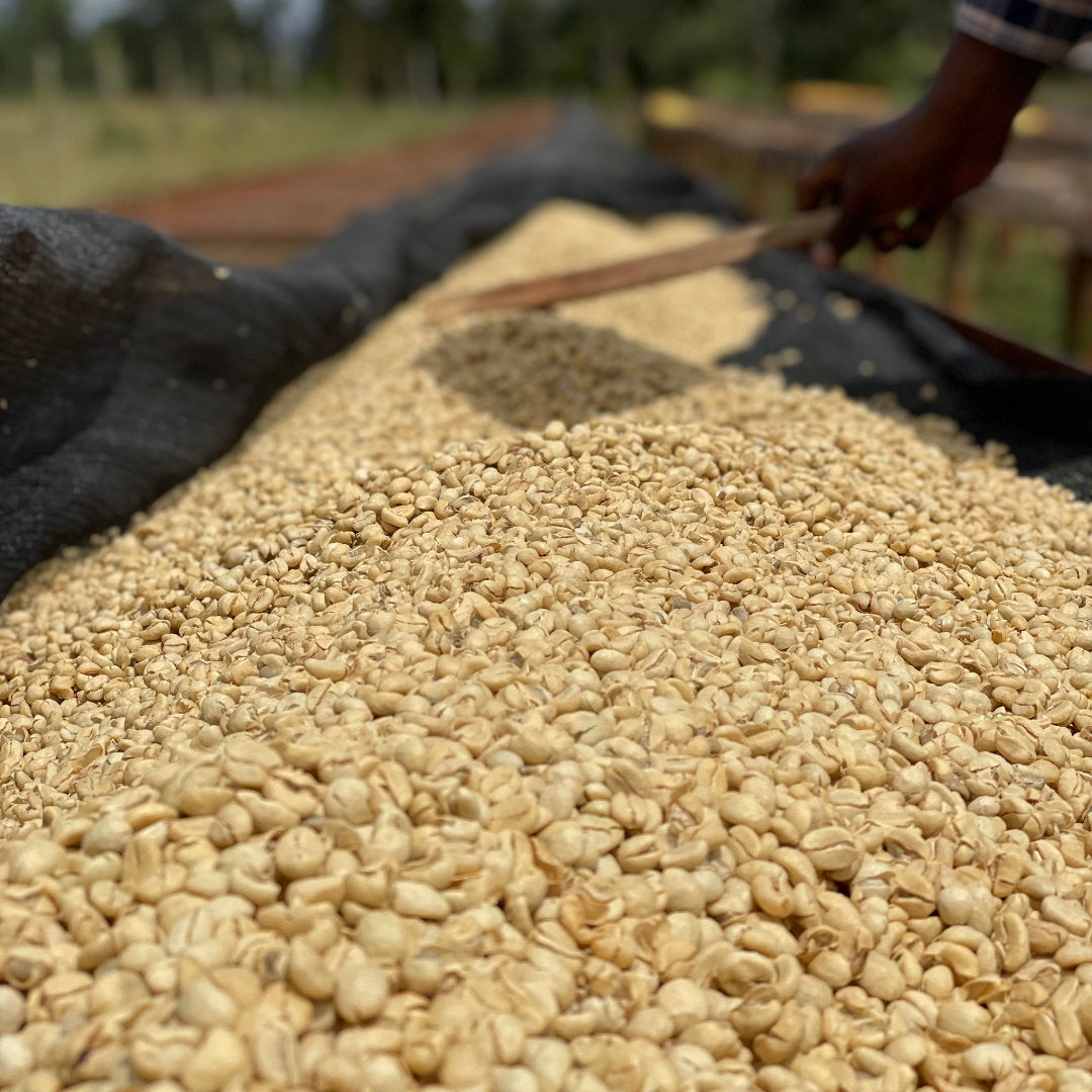 KENYA Gichathaini Filterkaffee