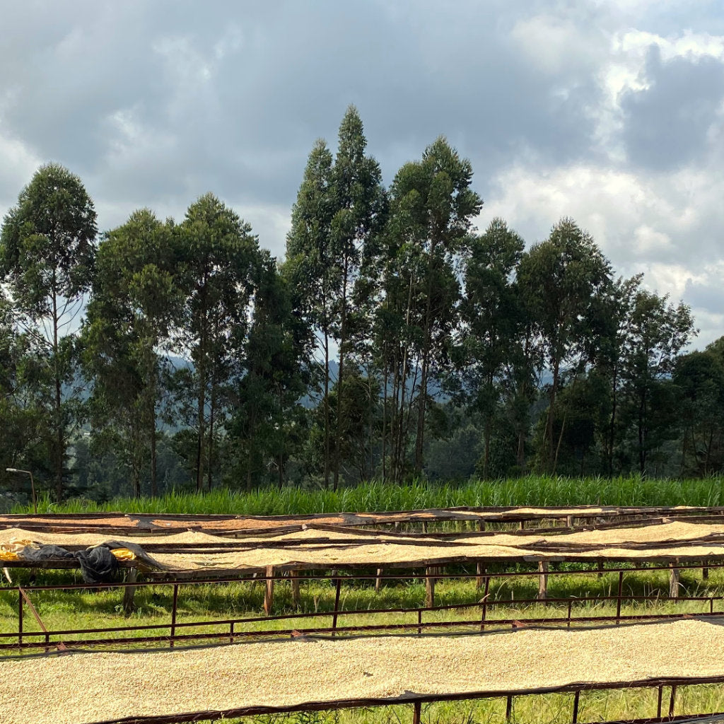 Washing Station Ndaro-ini in Kenya. Zu sehen ist gewaschener Kaffee, der auf Kaffeebetten trocknet.