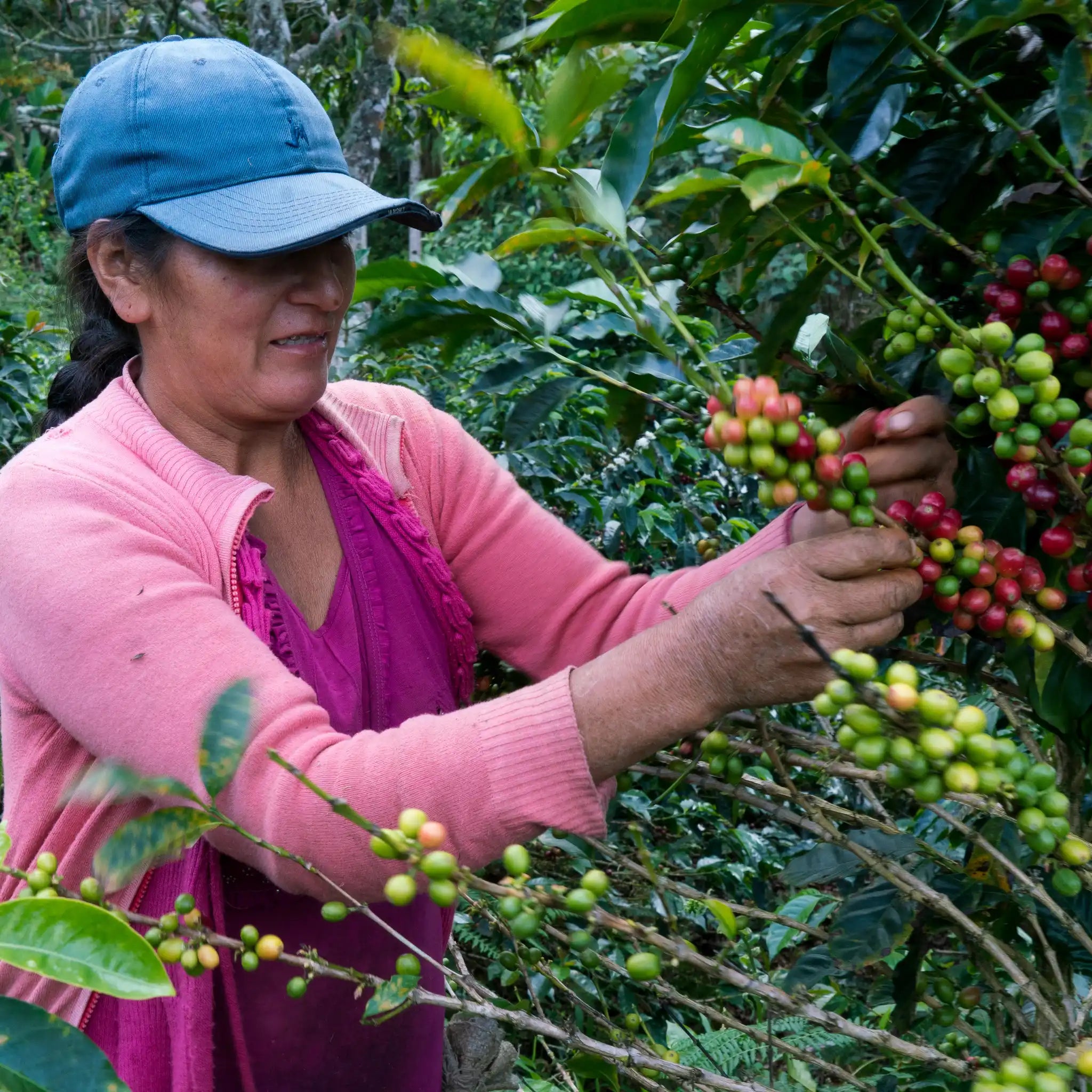 Eine peruanische Farmerin erntet reife Kaffeekirschen von Hand, die sich in Gesellschaft von grünen, unreifen Kaffeekirschen tummeln. Sie trägt eine blaue Cap und Kleidung in verschiedenen Rosa- und Pinktönen.