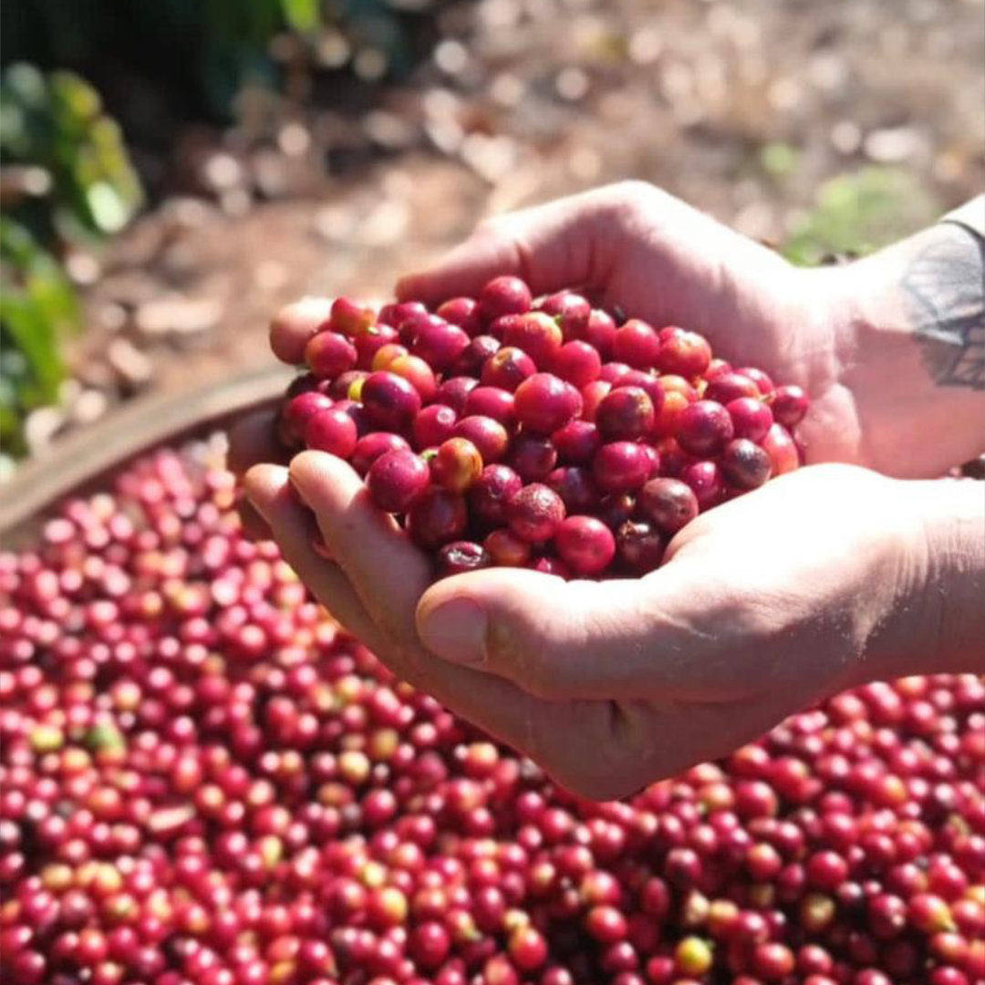 BRAZIL Fazenda Guariroba "Curated by Champions"