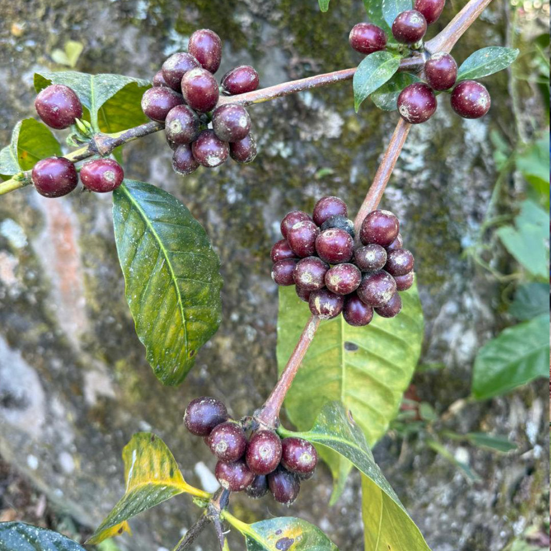 ECUADOR Finca Soledad "Curated by Champions"