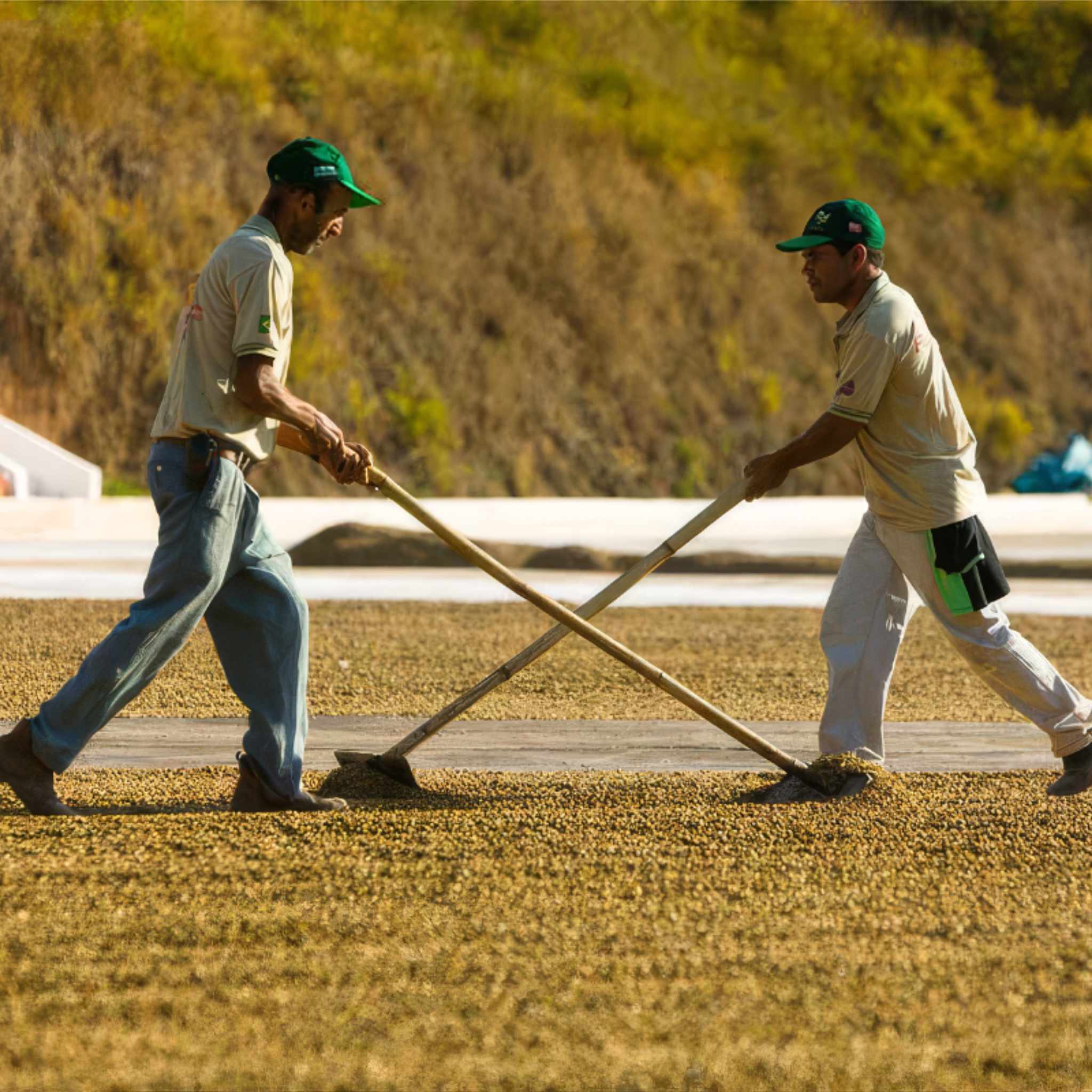 Zwei Kaffeearbeiter in Brasilien.