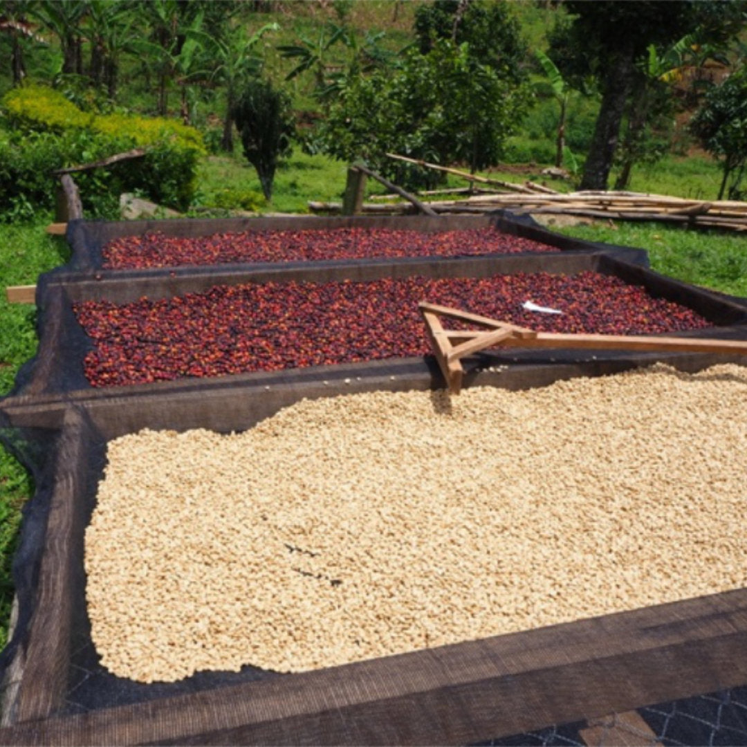 Natural und Washed Kaffee mit Holzrechen in Uganda.